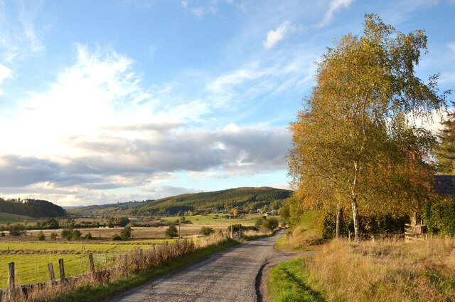 Autumn Tree by the A837 at Linsidecroy, Sutherland