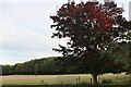 Field and woods by Whiston Road, Cogenhoe