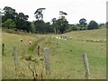 Sheep pasture, Bolton