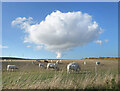 SU5985 : Cows & Clouds, Cholsey by Des Blenkinsopp