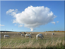 SU5985 : Cows & Clouds, Cholsey by Des Blenkinsopp