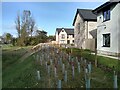 Newly planted shrubs