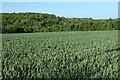 Farmland, Newton Valence