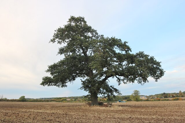 Tree in a field in Lavendon
