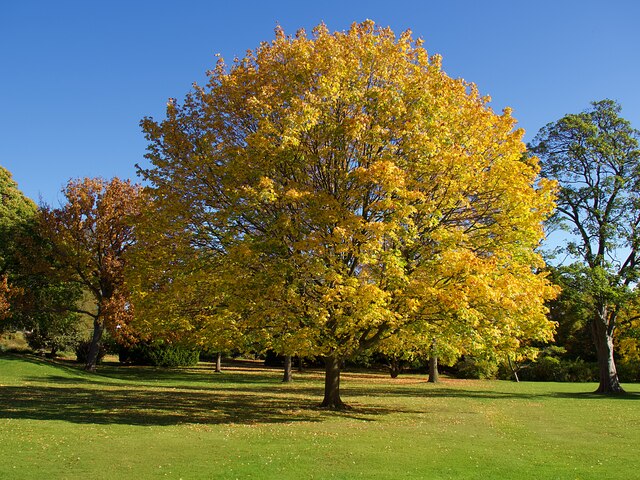 Autumn colour in Sheffield Botanical Gardens