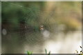 TQ3768 : Garden Spider by Peter Trimming