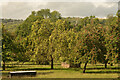 Apple Trees in an Orchard, near Wells, Somerset