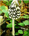 Magpie inkcap, Cromer