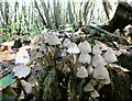 Fungi, Cromer