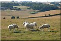 Pasture, Letcombe Bassett