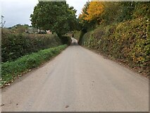 SY0189 : Honey Lane near Woodbury Salterton by John P Reeves