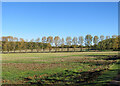 A line of trees near Stetchworth Ley