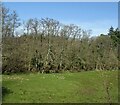 Grazing and woodland near Waldon Farm