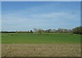 Crop field near West Dean