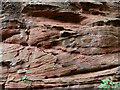 Triassic red sandstone at Higford in Shropshire