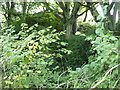 Earthworks of Castell Nanhyfer seen through the trees