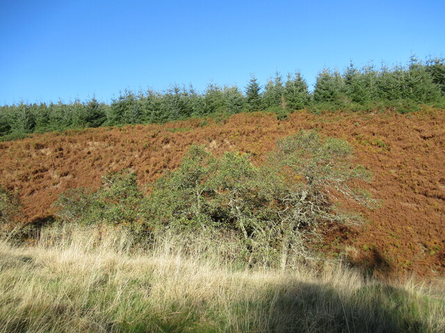 Trees and dead bracken on Clow Hill