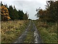 Forestry road near Kirndean