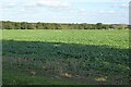 Field to the north of Down Ampney