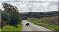 Sheepdog in the road by Tresewig