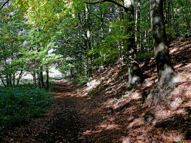 Woodland bridleway south-east of Higford... © Roger Kidd :: Geograph ...