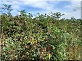 Norwood Bottom, brambles