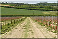 Footpath through vines