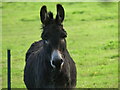 TG3829 : Friendly donkey by David Pashley