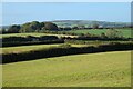 Pasture, Withiel