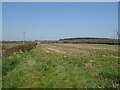 Field and hedgerow near Lower Woodbury Farm