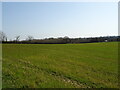 Crop field, Tincleton