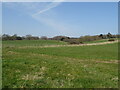 Grassland, Tincleton