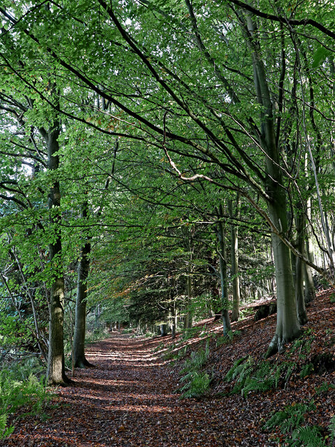 Bridleway to Badger in Shropshire © Roger D Kidd :: Geograph Britain ...