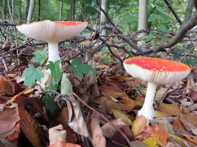 Fly agaric, concave cap, Egypt Woods