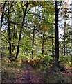 North Worcestershire Path in Eymore Wood