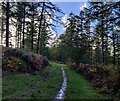 North Worcestershire Path through Eymore Wood