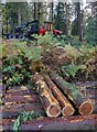 Logging in Eymore Wood