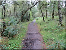 NN5000 : Loch Ard Forest - Footpath on the southern side of Duchray Water near Milton by Peter Wood