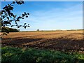 Field, Fulbeck Heath