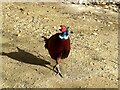 Common Pheasant (Phasianus colchicus) (1)