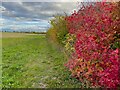 Autumnal hedge on the Chiltern Way