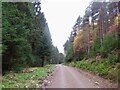 Logging road beneath Creag Mh?r