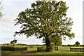 Semer: Tree bordering a field