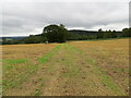 Grass track between harvested fields