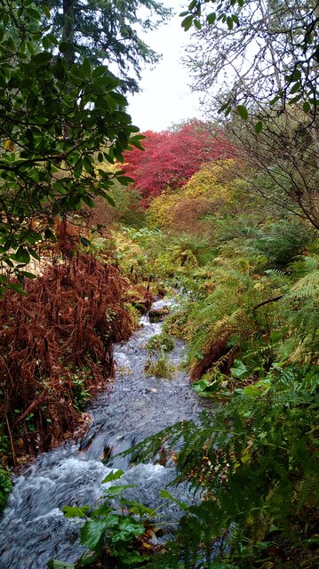 Autumn colour at Dawyck