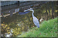 Heron by the Peak Forest Canal