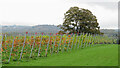 Vines at Llanerch Vineyard