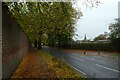 Leaf fall on Heslington Road