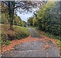 Fallen leaves on a layby, Llangua, Monmouthshire