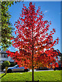 Liquidambar 